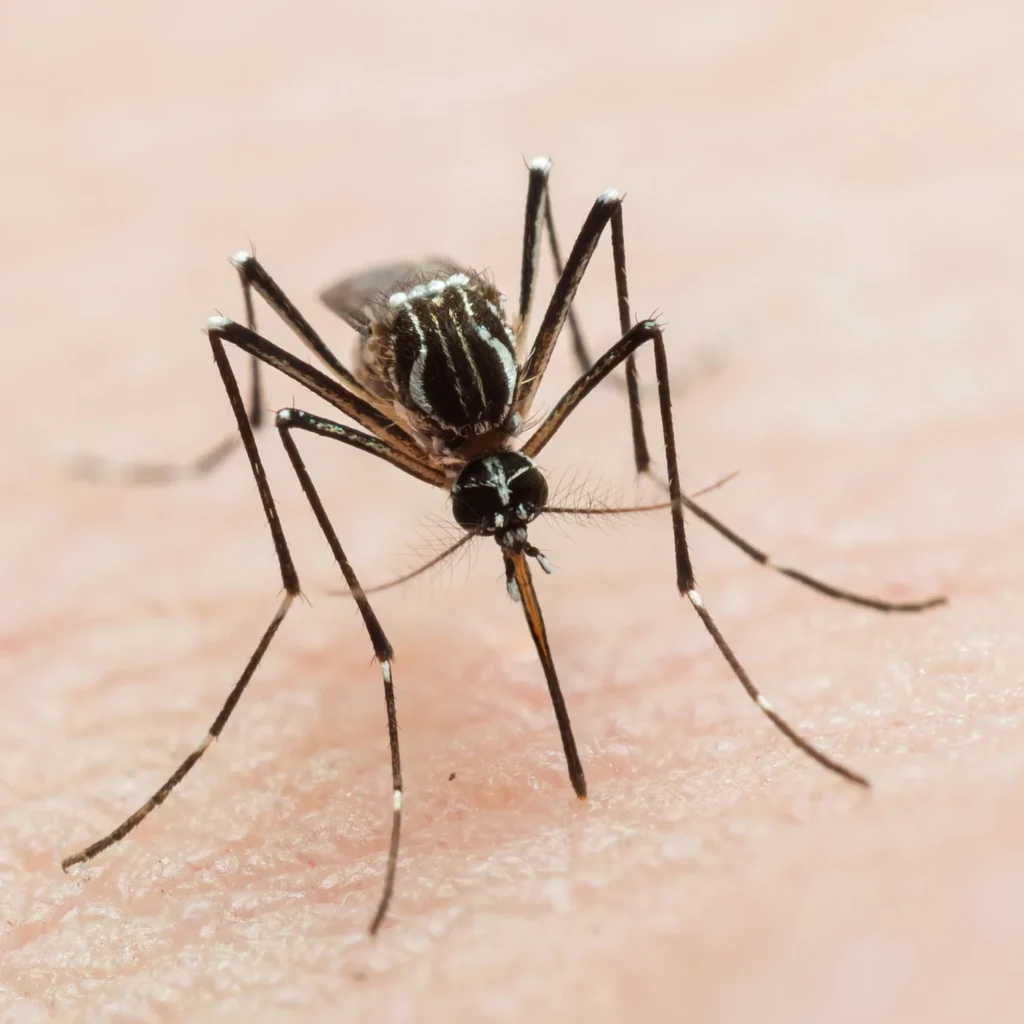 Fumigación para mosquitos: Cómo Proteger tu Hogar del Dengue 